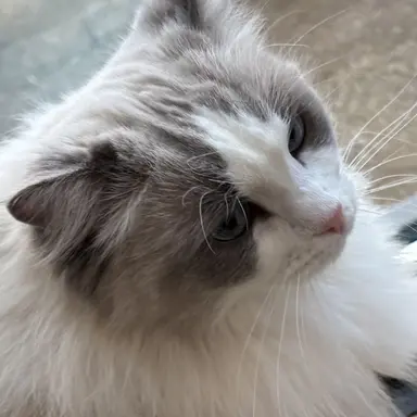 Profile image of ブリ子