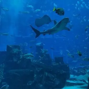 Profile image of 장지아하오