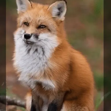 Profile image of 다슨