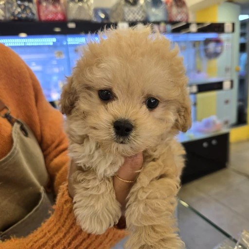 강아지
