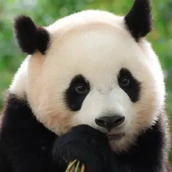 Profile image of 판다