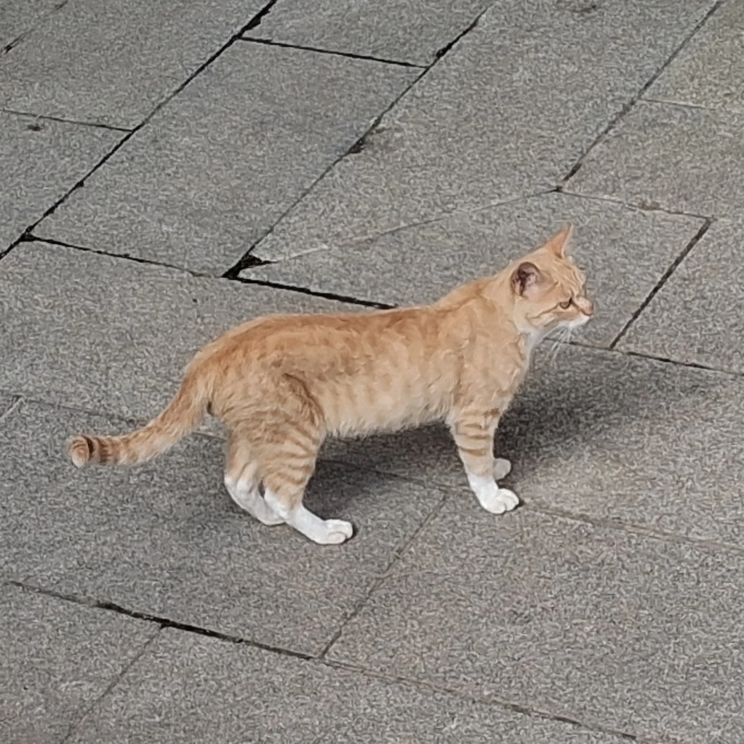 최슩철