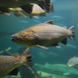 Profile image of 살모니