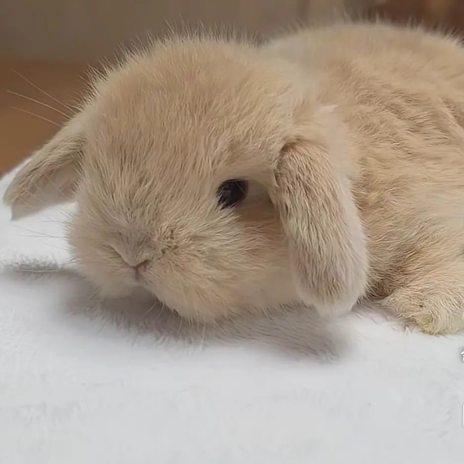 Bunnyloveruser의 토끼