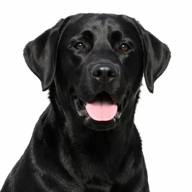 Profile image of MG