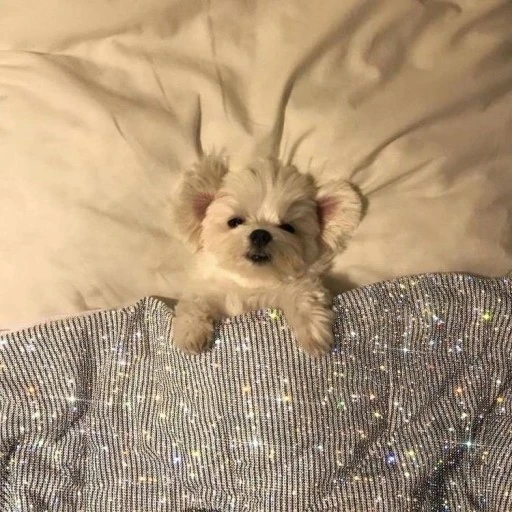김 현 우