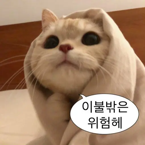 DenseBongo4098의 베리