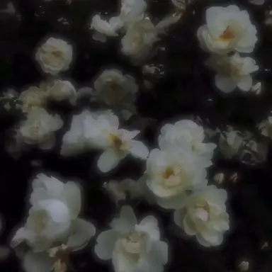 Profile image of Kingo Uchida