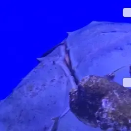 Profile image of 넘버원대 고쥬저