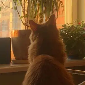 NekotyanKAWAII의 素直になれない