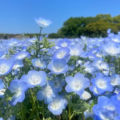 Profile image of 猿橋