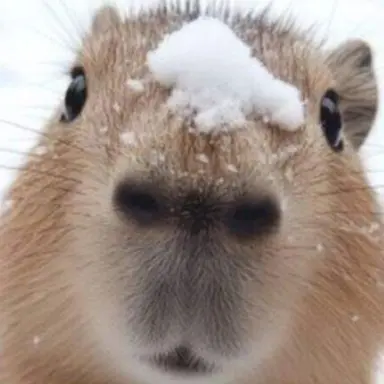 Profile image of 여우