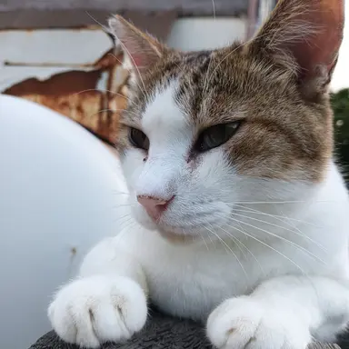 Profile image of カンヒュ達