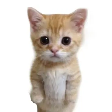 IwantT0sleep의 El gato