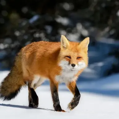 Profile image of 여우