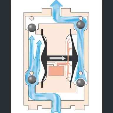 Profile image of Diaphragm
