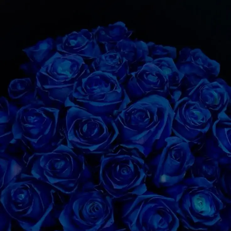 dreamy._.hari의 .