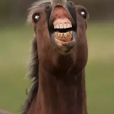 Profile image of 쟝 키르슈타인