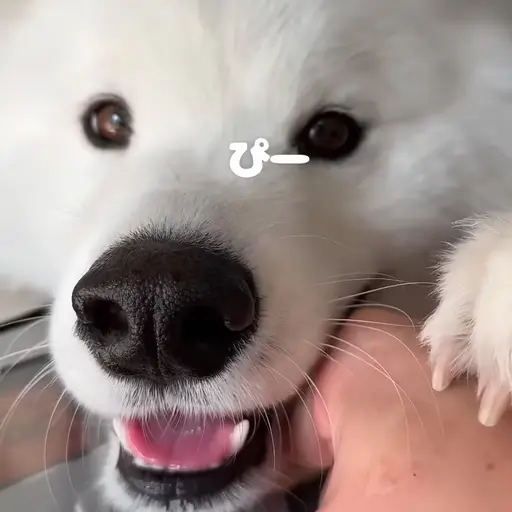 KamimuraHina의 小太郎くん