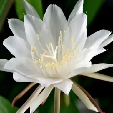 Profile image of ジャルダー