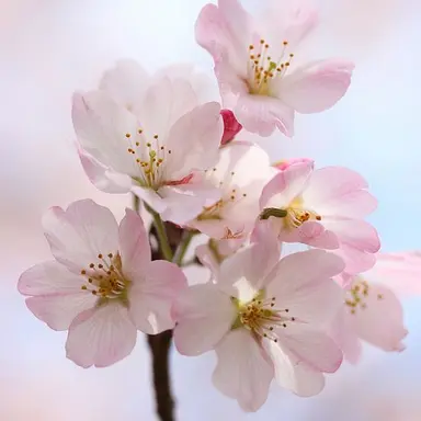 Profile image of 桜