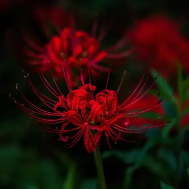 Profile image of 薊