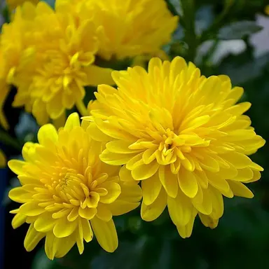 Profile image of 菊