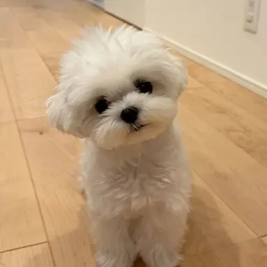 Profile image of 두부
