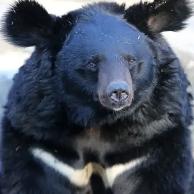 Profile image of 여우