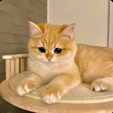 Profile image of 루비