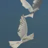 Profile image of ジェット