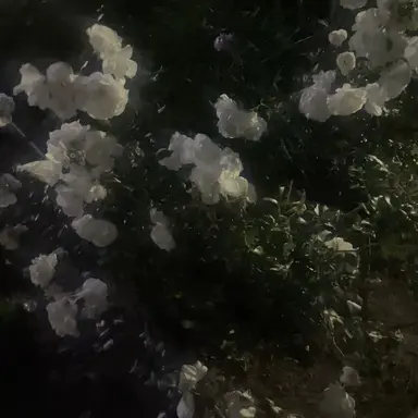 Profile image of 相葉 雅紀