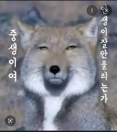 Profile image of 여우