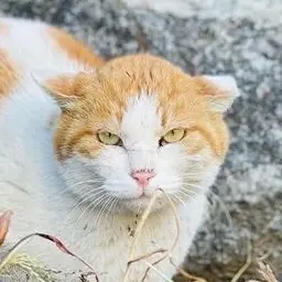 Profile image of 별이