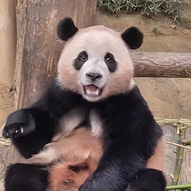 Profile image of 정글의법칙