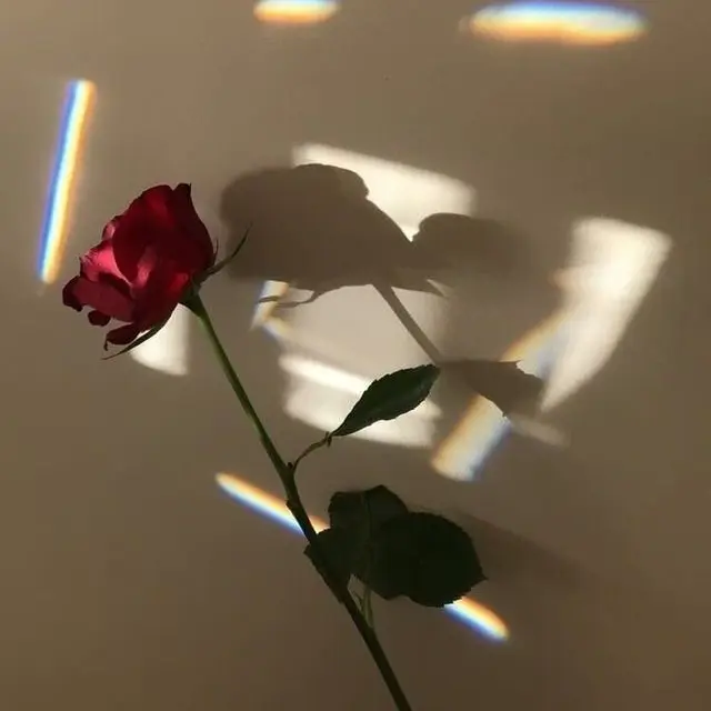 WildChair7733의 이 가시나 뭐꼬