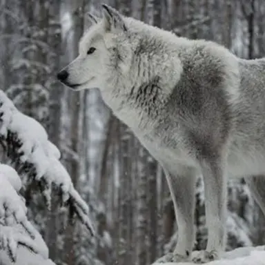 Profile image of 하키