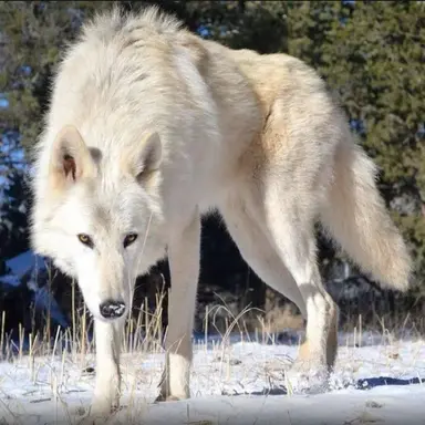 Profile image of 지테