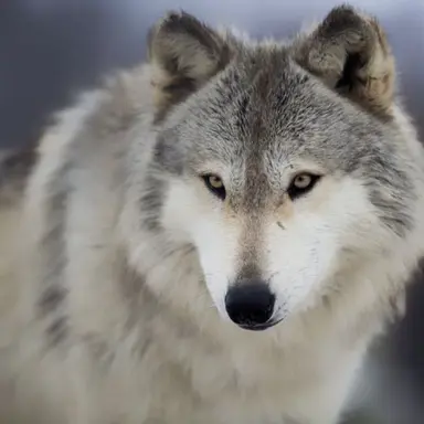 Profile image of 미트