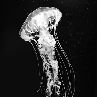 Profile image of 루 한