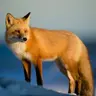 Profile image of 임여우