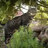 Profile image of Warrior cats