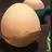 알 egg
