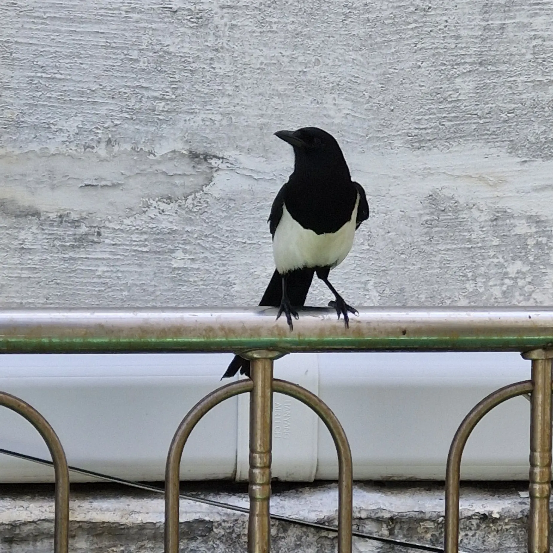 KindSnow8014의 화장실 청소부