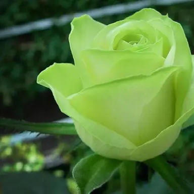 Profile image of M
