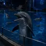 Profile image of Dolphin
