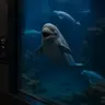 Profile image of Beluga