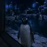 Profile image of Penguin