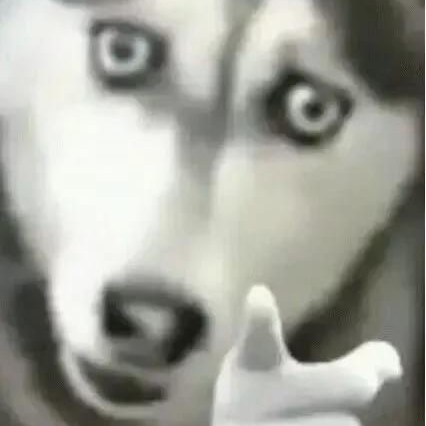 허스키 대표 이미지