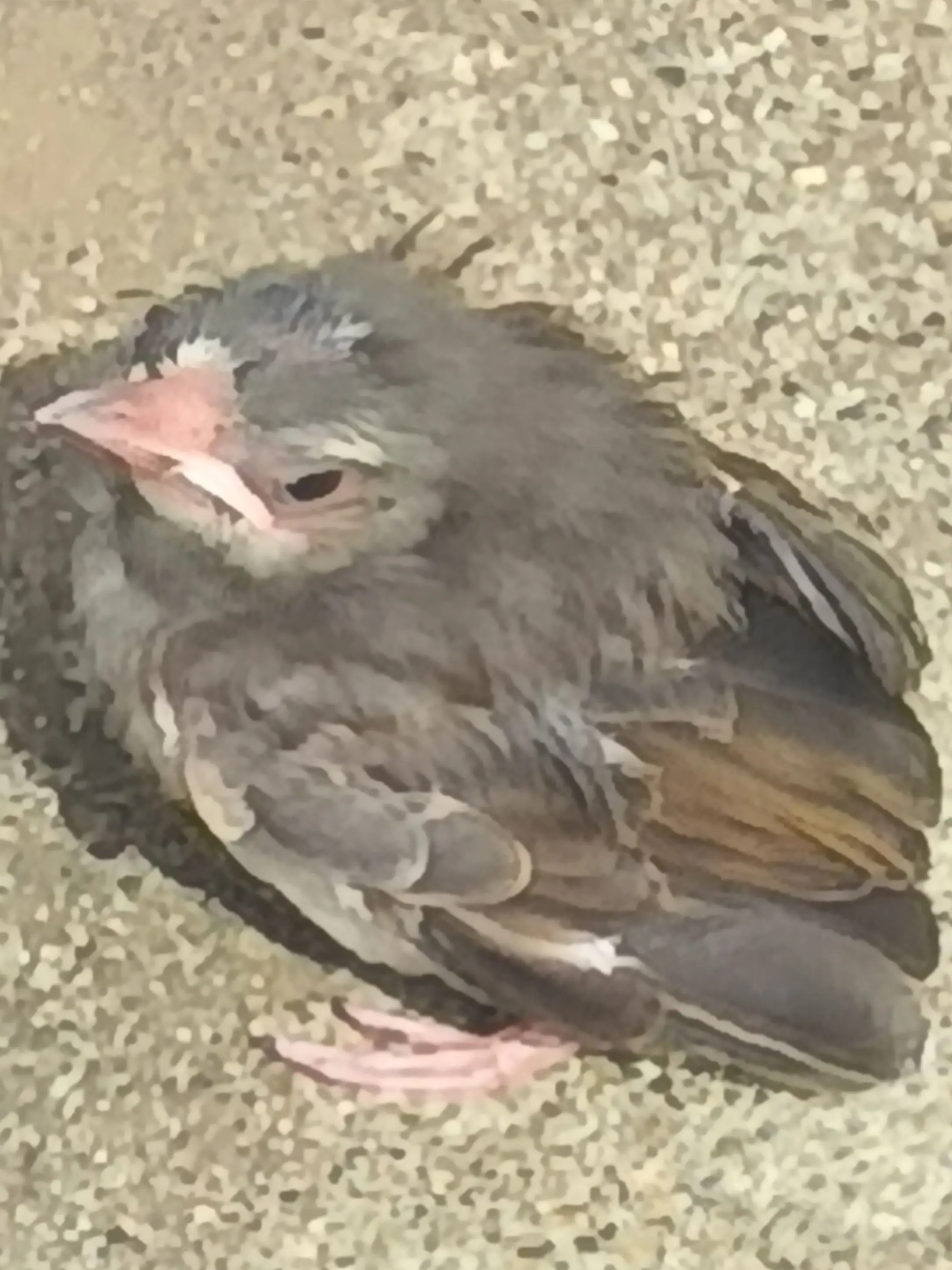sinigani의 吸血鬼になった彼らと